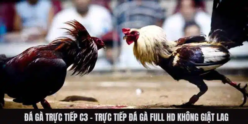 Đá gà trực tiếp C3