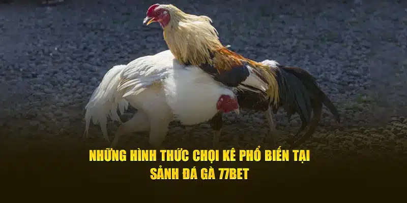 Những hình thức chọi kê phổ biến tại sảnh đá gà 77Bet 