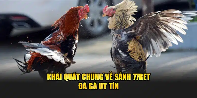 Khái quát chung về sảnh 77bet đá gà uy tín